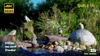 Birds & tits: Fever on new Feeder - 4K HDR - CATs tv