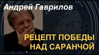 Андрей Гаврилов: Рецепт победы над саранчой