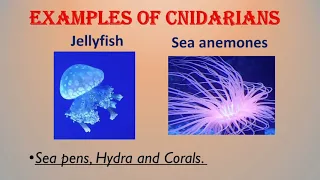 Animal Classification II (Invertebrates)| Educational Video For Kids | Kids Cloud