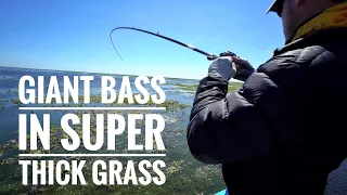 GIANT BASS In Super Thick Grass - BEST DAY OF THE YEAR!!!