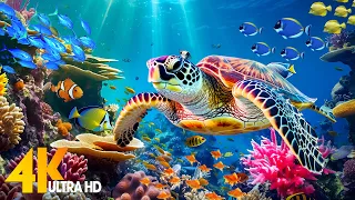 The Ocean 4K - Sea Animals for Relaxation, Beautiful Coral Reef Fish in Aquarium (4K Video Ultra HD)