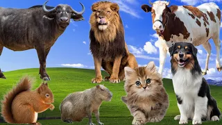 Funny farm animals sounds: Cat, Dog, Cow, Horse, Capybara, Sheep, Duck, Elephant - Cute animals
