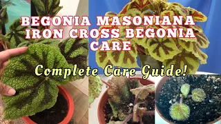 Iron Cross Begonia Guide : How to Grow & Care for  “Begonia masoniana”
