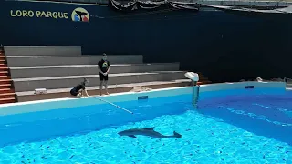 Dolphin's echolocation research | Loro Parque Fundación