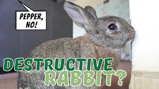 Train Your Rabbit To Stop Destroying Your House || The Most Reliable Method