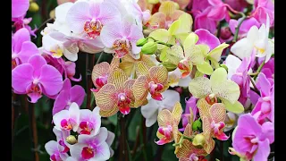 Мои орхидеи. Удобрения для пышного цветения орхидей.
