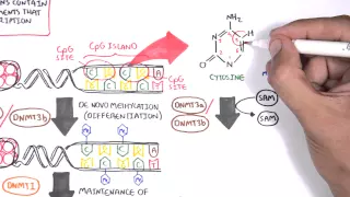 DNA Methylation and Cancer - Garvan Institute