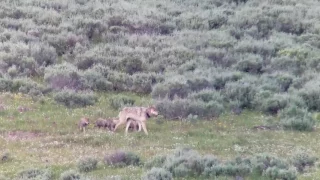 Yellowstone Wapiti Lake Pack Wolf 1091F and pups July 2017