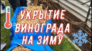 Как укрыть виноградный куст на зиму? Легко! Виноградник Вадима Точилина