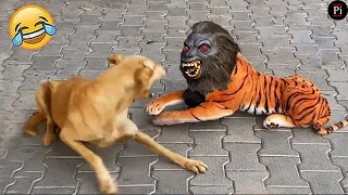 Funny Animal Videos 2024 😅 - Funniest Dogs and Cats Videos 😁 Ep 41