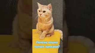 Почему кошка топчет лапками?