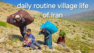 IRAN nomadic life | Collecting grass to prepare nomadic caper | Nomadic lifestyle of Iran