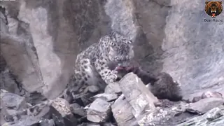 snow leopard  Into the abyss for prey   Снежный Барс  В пропасть за добычей