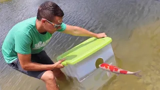 Fish-Trap Catches Pond Giants Colorful Food!!