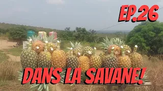 #26 : Dans la savane ! -Voyage solitaire en Afrique-