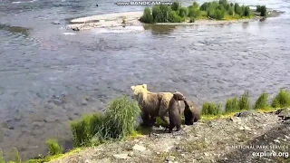 Grazer takes her 2 spring cubs across the river at the Falls 1st day 6/22/20