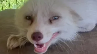 Fox melts every time she sees her rescuer