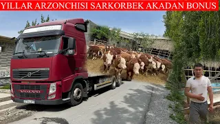 YILLAR ARZONCHISI SARKORBEK AKADAN BONUS NARXLARDA YANGI BUQALAR KELDI NARXLAR BO’MBA