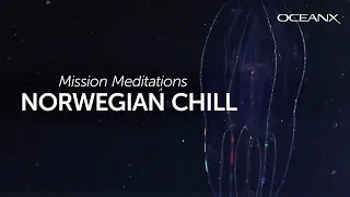 Chill Out With Us on the Bottom of a Norwegian Fjord | Mission Meditations