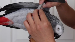 Safely Trim Your Bird's Nails at Home Without Getting Bitten