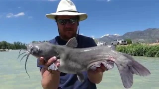 Catching Big Spawning catfish at Utah lake