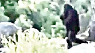A closer look - Bigfoot filmed Independence Day (ThinkerThunker)