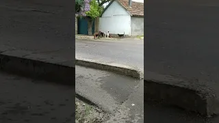 Бродячие собаки напали на девушку в Светлограде