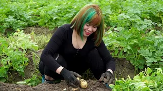 Bad Day, Giant PYTHON Attacked Chicken Coop - Harvest Potato Goes to the Market Sell | Free New Life