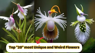 most unique flowers in the world | weird flowers in the world | flowers name in english