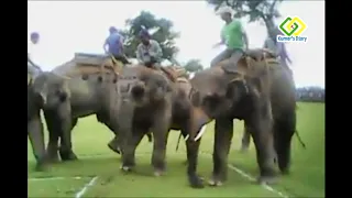 Elephants Playing Football Match in Bardia National Park