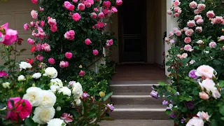 2023 5月第一周，前院最灿烂的绽放，62个品种一次看 ( Brilliant Rose Blooms in the first week of May, 62 Rose Varieties)