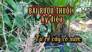 BÀI RƯỢU THUỐC KỲ DIỆU từ rễ cây cỏ xước,đơn giản,ai cũng thực hiện được