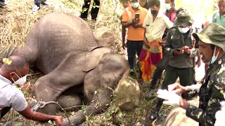 Wildlife officials treat an elephant calf that has been completely injured in the mouth.