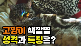 고양이 색깔별 의미와 특징 | Meaning and Characteristics of Cat Colors | 냥이생각