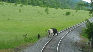 Cows on train tracks