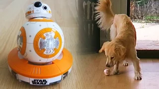 Cooper vs Sphero BB-8 Remote Control Droid! (Super Cooper Sunday #41 - Star Wars!)