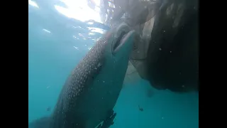 A whale shark under a bagan in Triton bay in Indonesia