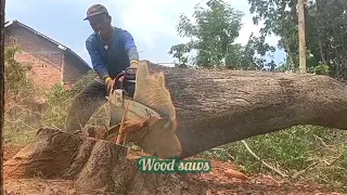 Hard as a rock ‼️ Cut down the acacia tree at the edge of the garden with a serkel saw