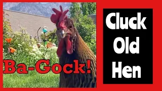 Cluck Old Hen, Clawhammer Guitar in DADGAD