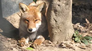 暖かい日差しで眠そうなキツネさん