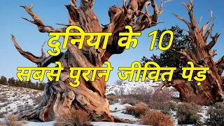 दुनिया के 10 सबसे पुराने जीवित पेड़ || Top 10 oldest living trees in the world