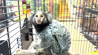 Pocket monkey marmoset