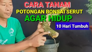 CARA TANAM POTONGAN BONSAI SERUT AGAR HIDUP