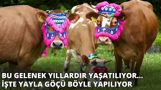 Bu gelenek yıllardır yaşatılıyor... İşte yayla göçü böyle yapılıyor