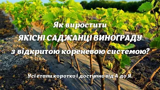 Як виростити якісні саджанці винограду з відкритою кореневою системою? Усі етапи від А до Я.