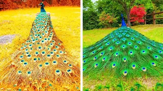 Peacock In The Wind, Beautiful, Colourful, Natural Peacocks Video #07 , Beauty of peacocks #nature