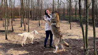 HUGGING THE BIGGEST WOLVES ON THE PLANET