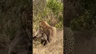 1 Warthog Fights off Leopard and 5 Hyenas #shorts