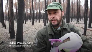 Australia Fires: Search & Rescue, Helping Animals in Need Fundraiser