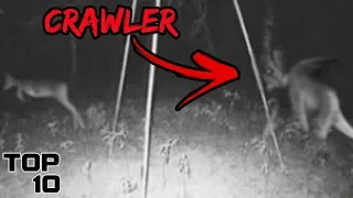 Top 10 Scary Crawler Sightings